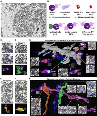 Synaptic spinules are reliable indicators of excitatory presynaptic bouton size and strength and are ubiquitous components of excitatory synapses in CA1 hippocampus